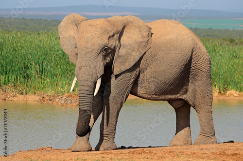 African elephant at a waterhole  Addo National Park