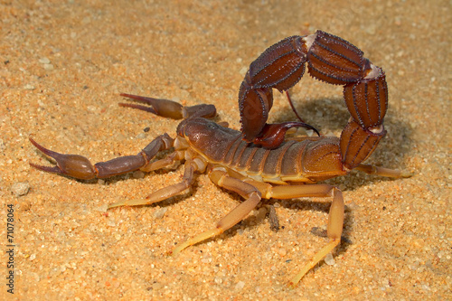 Aggressive scorpion  Kalahari desert