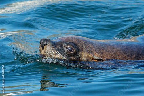 Brown (Cape ) fur seal swimming