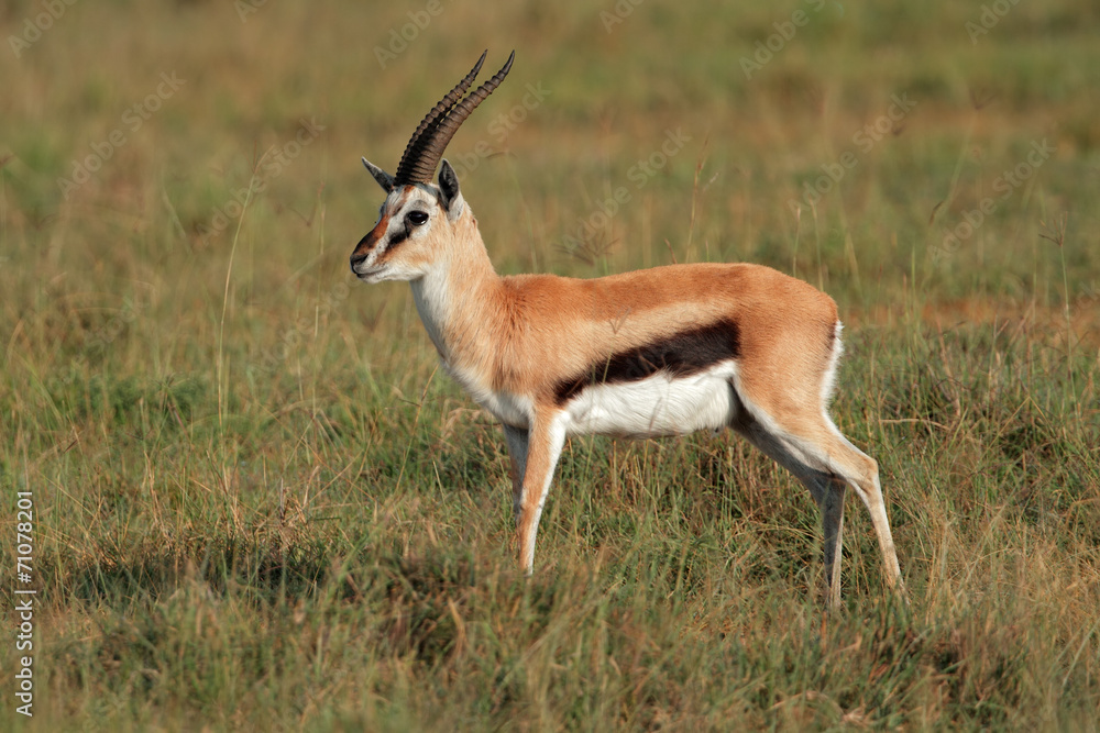 Thomsons gazelle, Lake Nakuru National Park Thomsons gazelle, Lake Nakuru National Park