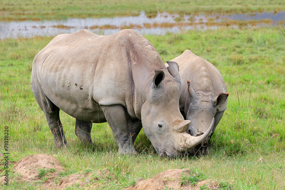 Fototapeta premium White rhinoceros, Lake Nakuru National Park