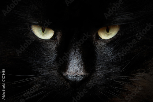 gatto nero photo