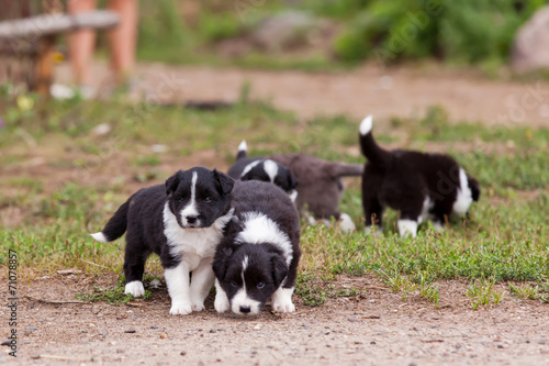 Border Collie puppies playing outside on the farm