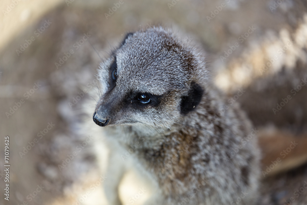 Fototapeta premium meerkats mongoose observing