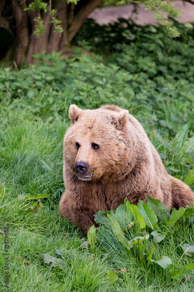 Fototapeta premium Bear in evening light