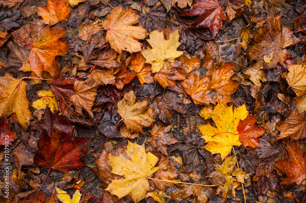 wet autumn leaves background