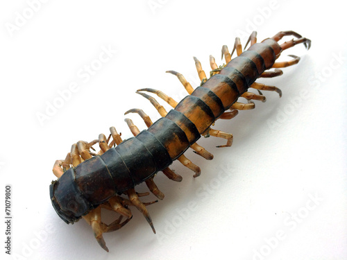 die centipede Ethmostigmus rubripes isolate photo