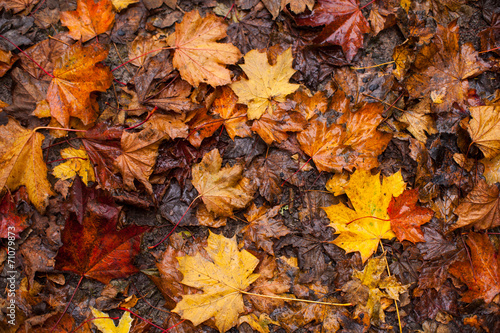 wet autumn leaves background © Gabriel Cassan