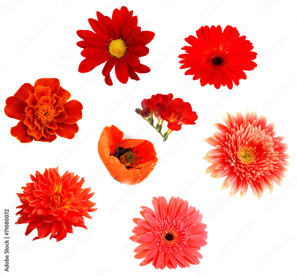 Fototapeta premium Collage of beautiful red flowers