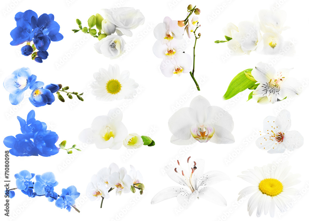 Collage of beautiful flowers Collage of beautiful flowers