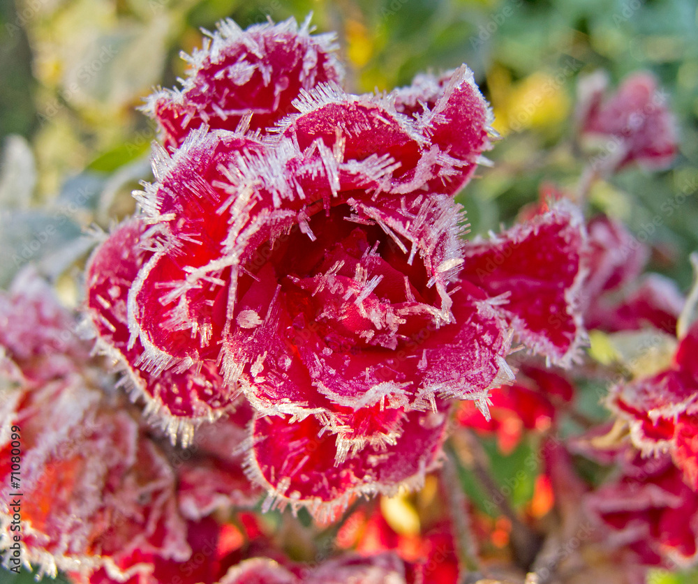 Red roses covered with hoarfrost - obrazy, fototapety, plakaty 