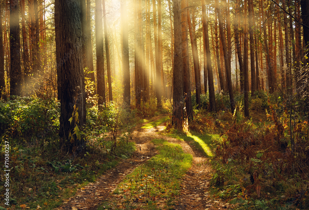 Obraz premium Autumn forest