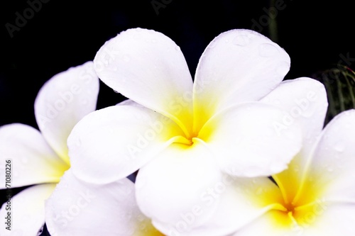 Frangipani flower