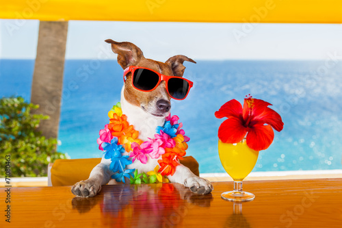 cocktail dog © Javier brosch