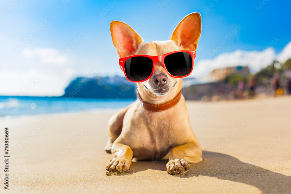 chihuahua summer dog Stock Photo | Adobe Stock