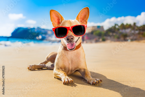 chihuahua summer dog © Javier brosch