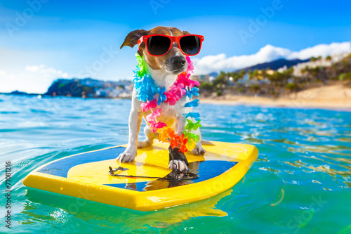 surfing dog © Javier brosch