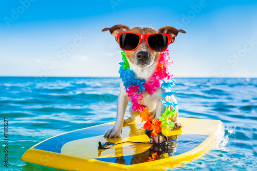 Photography surfing dog