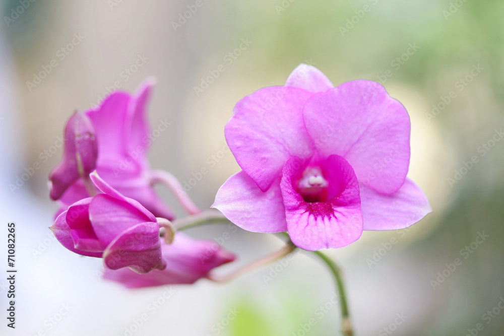 Orchid plants