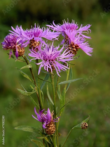 purple flowers of knapweed