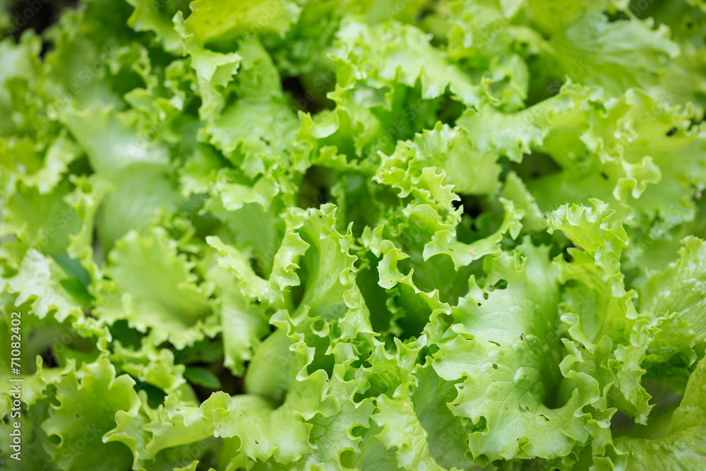 Fresh salad background at garden Fresh salad background at garden
