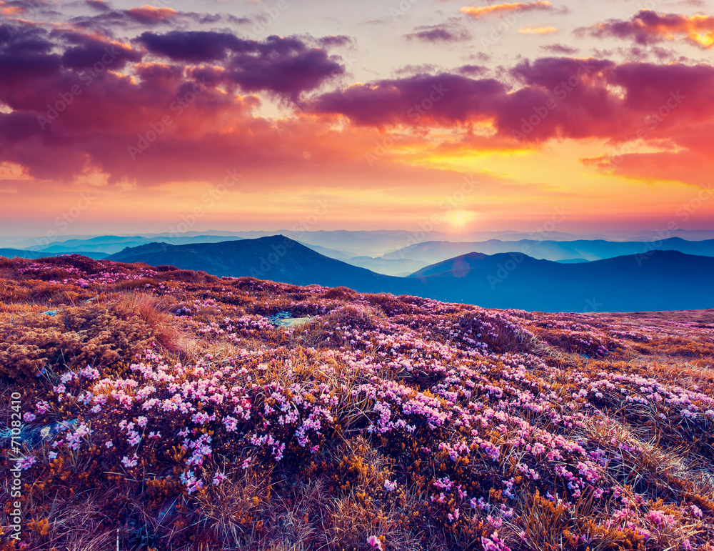 Fototapeta premium flower