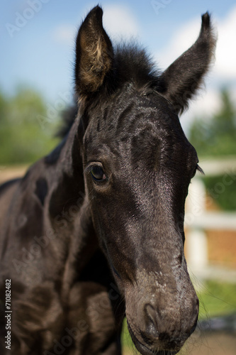 Portrait of nice foal - friesian horse © Lubos Chlubny