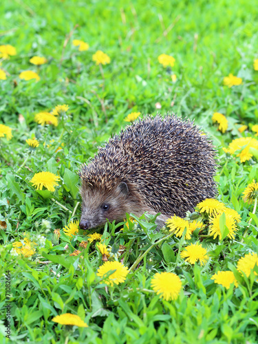 Hedgehog on a grass