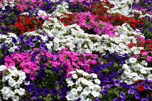 Multiple petunias and green leaves
