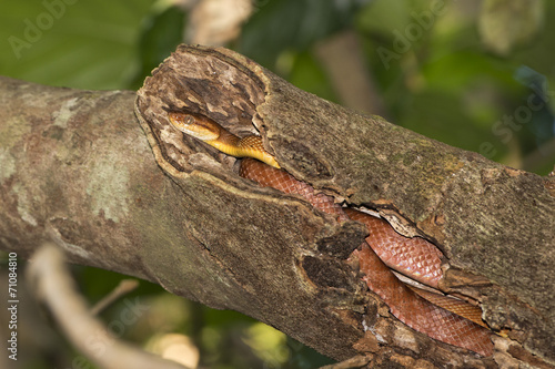 Indonesian Snake on a Tree photo