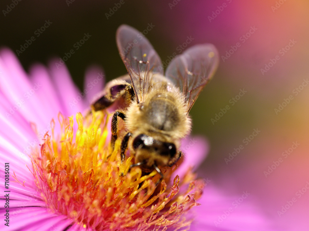 Biene auf Astern - obrazy, fototapety, plakaty 