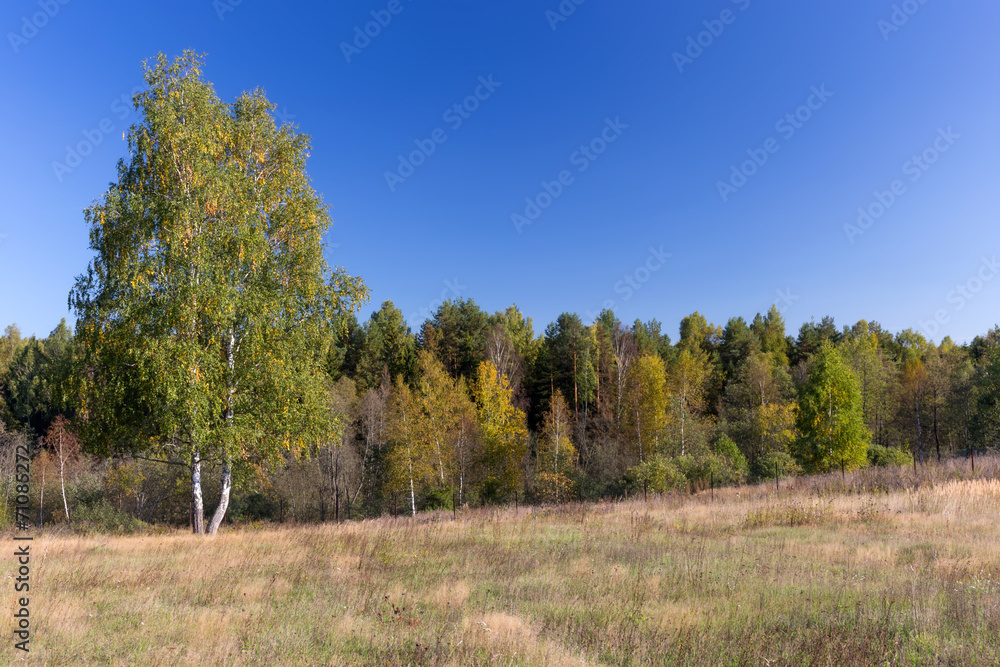 Fototapeta premium Forest