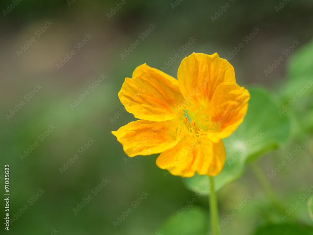 食用花のナスタチウム 食用花のナスタチウム