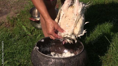 Peasant woman hands pick pluck killed broiler chicken feather