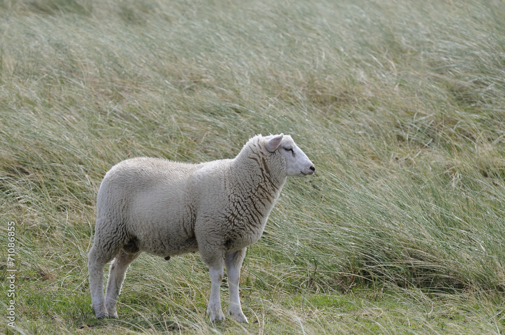 Fototapeta premium schaf 99