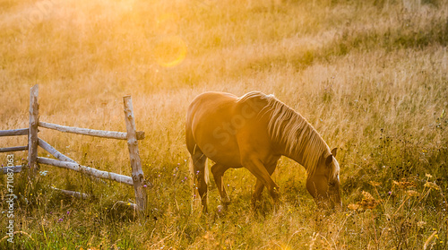 Amazing mountain landscape with fog and horses
