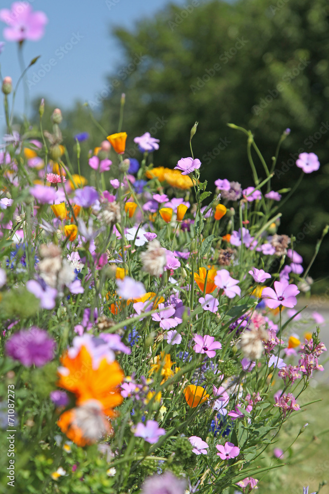 Naklejka premium kwitnąca trawa
