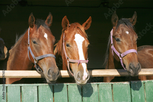 Nice thoroughbred foals in the stable door