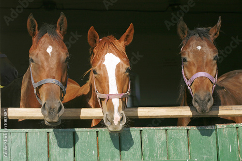 Beautiful thoroughbred horses at the barn door.