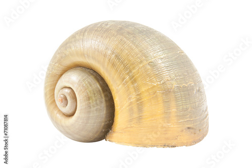 Pomacea canaliculata shell