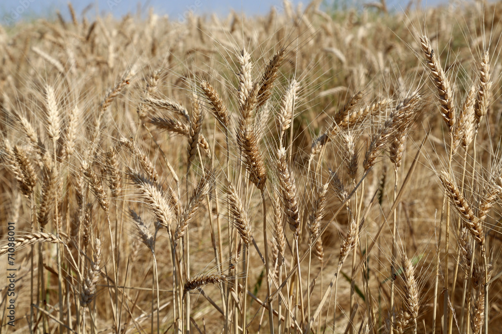 Fototapeta premium Wheat field up close