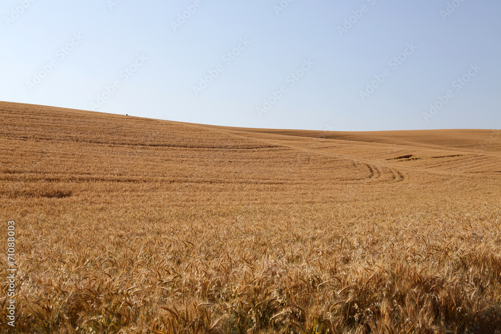 Healthy wheat field in the summer