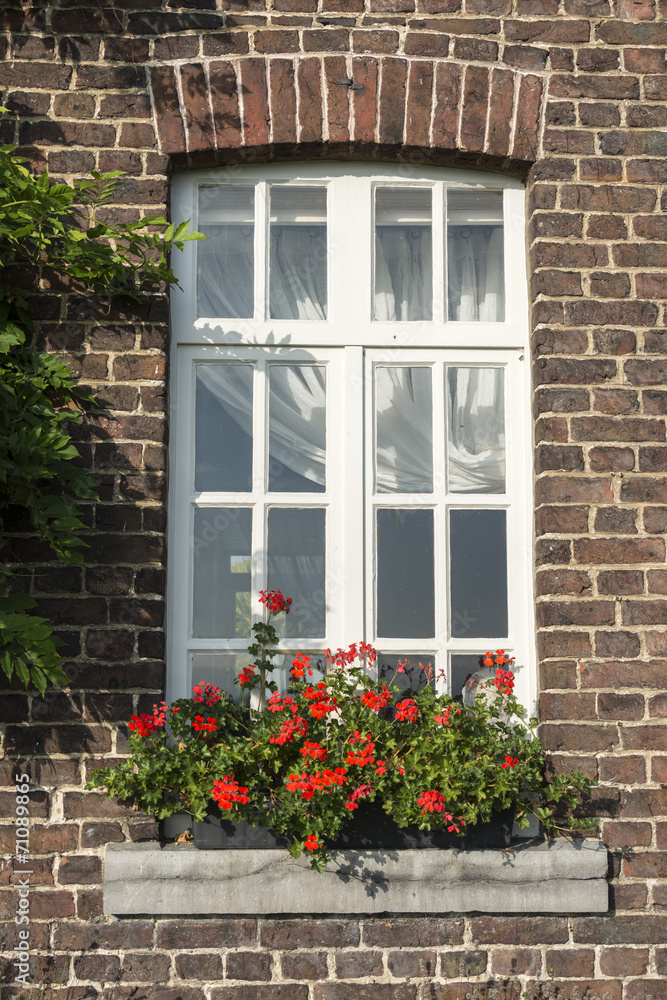 window in old wall with french geranium flowers