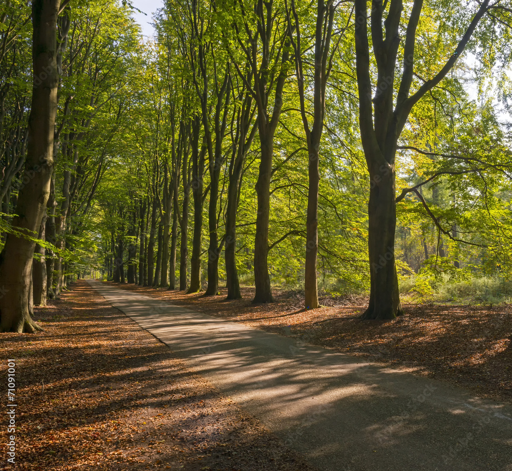 Fototapeta premium Road through a beech forest at fall