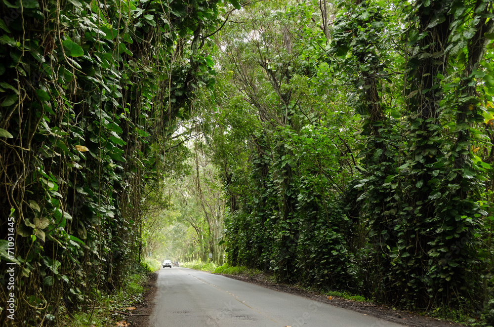 Fototapeta premium Scenic drive under liana covered trees in Kauai