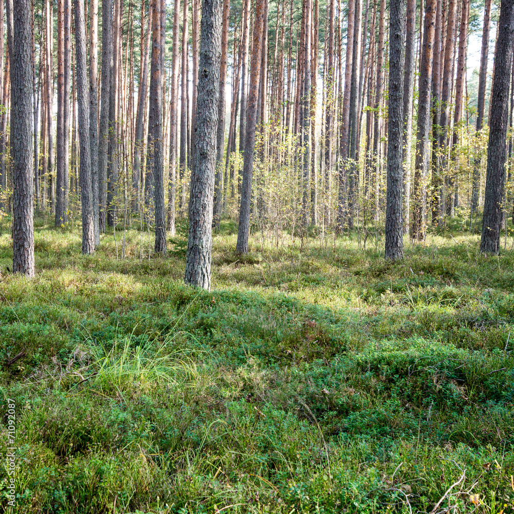 Fototapeta premium Morning sun beams in the autumn forest