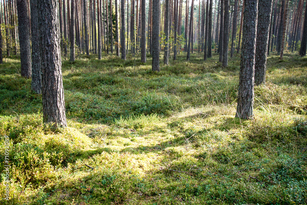 Obraz premium Morning sun beams in the autumn forest