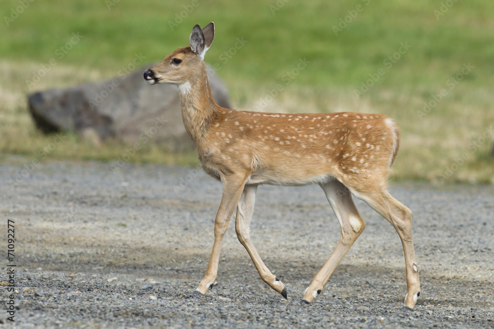 Fawn walks in park. Fawn walks in park.