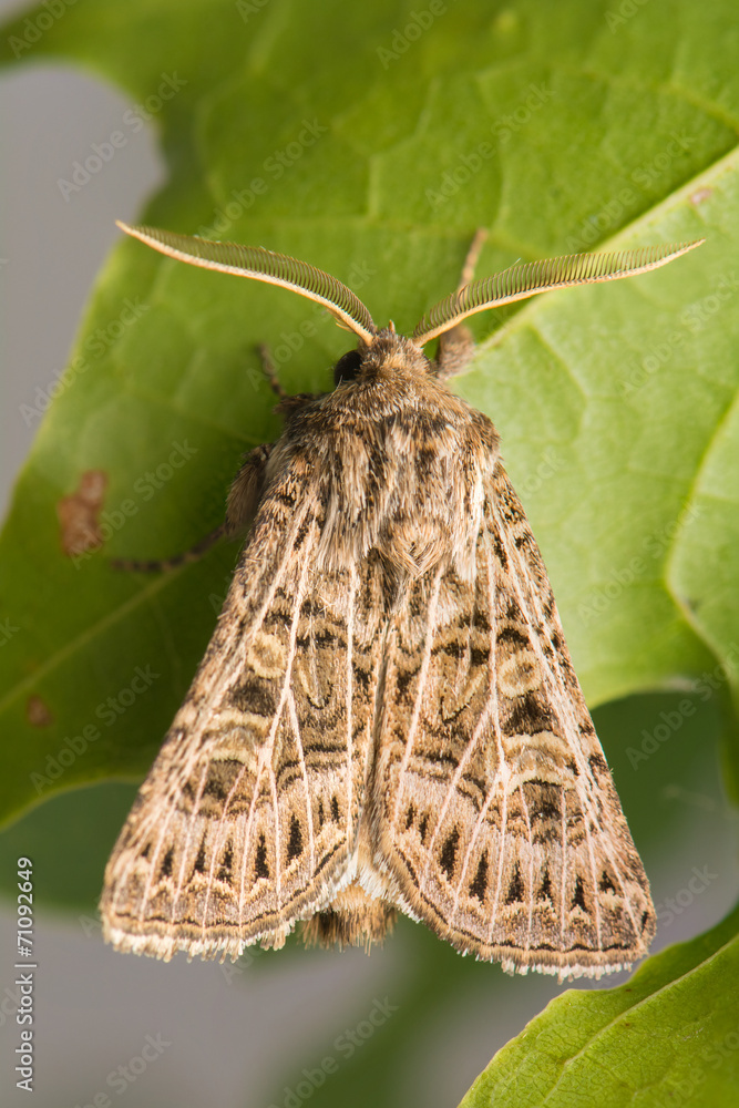 Tholera decimalis