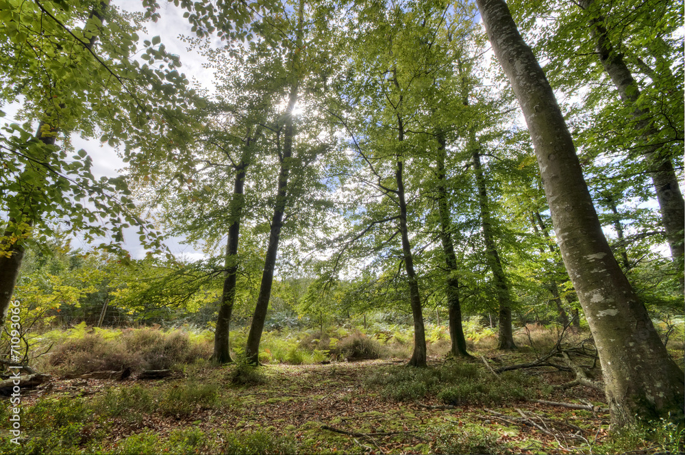 Automne Automne